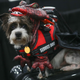 Image for article titled Some Of Our Favorite Cosplay From Comicpalooza 2019
